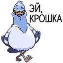 Стикер Голубь Михаил #34 ВКонтакте