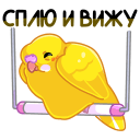 Стикер Попуги #7 ВКонтакте