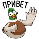 Стикер Утя #11 ВКонтакте